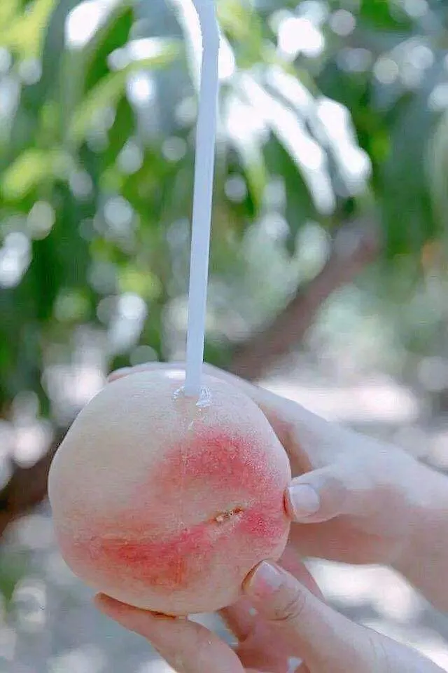 最近的水蜜桃，到底有多好吃？