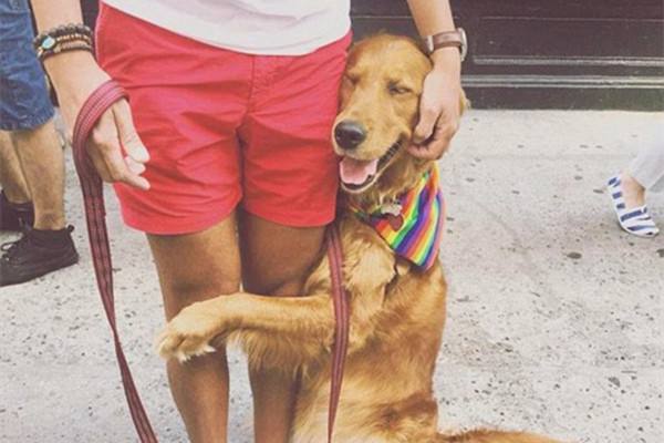 金毛犬很“危险”，我劝你不要养，不然和我一样后悔莫及！