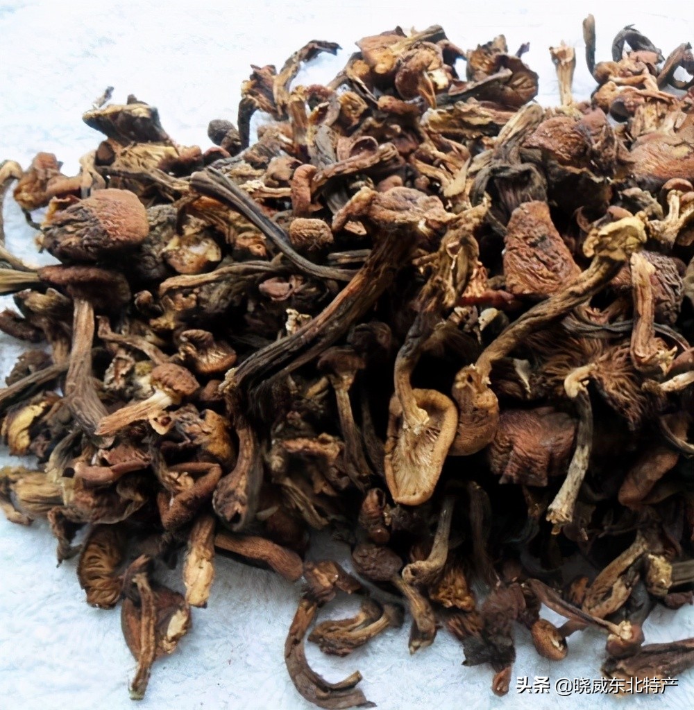 东北榛蘑的营养价值？榛蘑怎么吃？如何分辨优质的榛蘑？