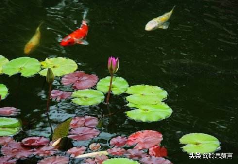 观鱼诗词精选二十四首 我嗟不及群鱼乐，虚作人间半世人