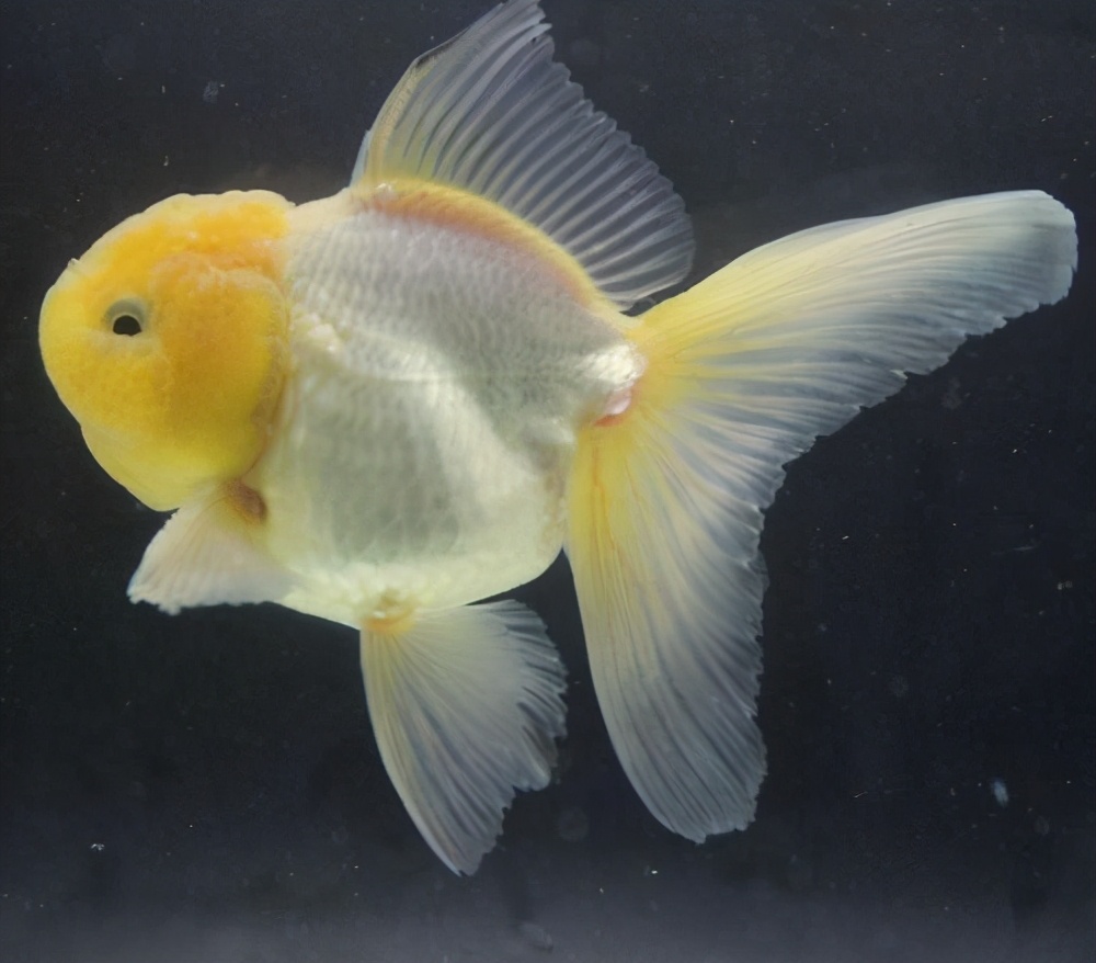 给宠物鱼取好听的名字有格调有范儿-可爱点