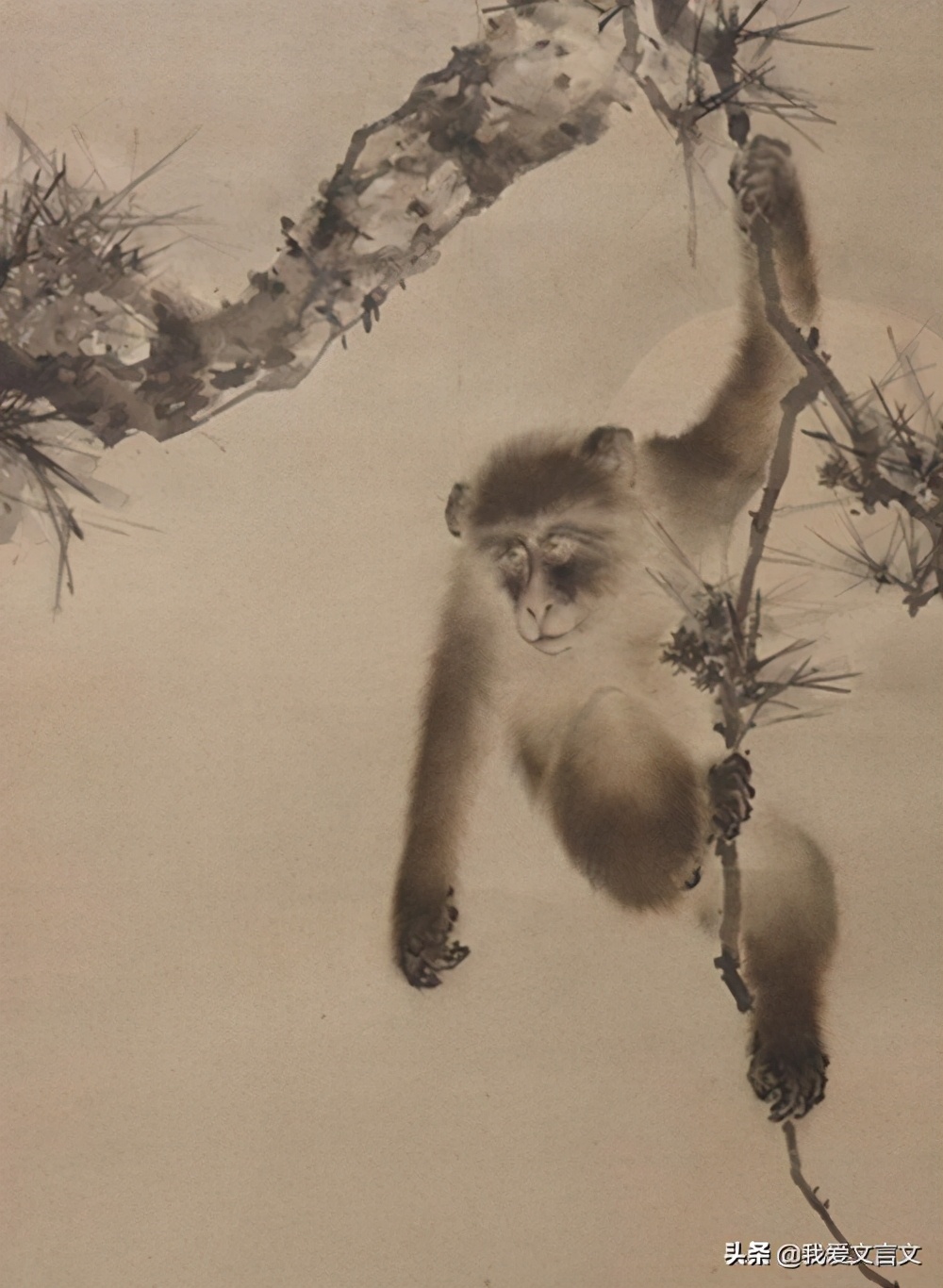 经典文言文赏析｜猿子