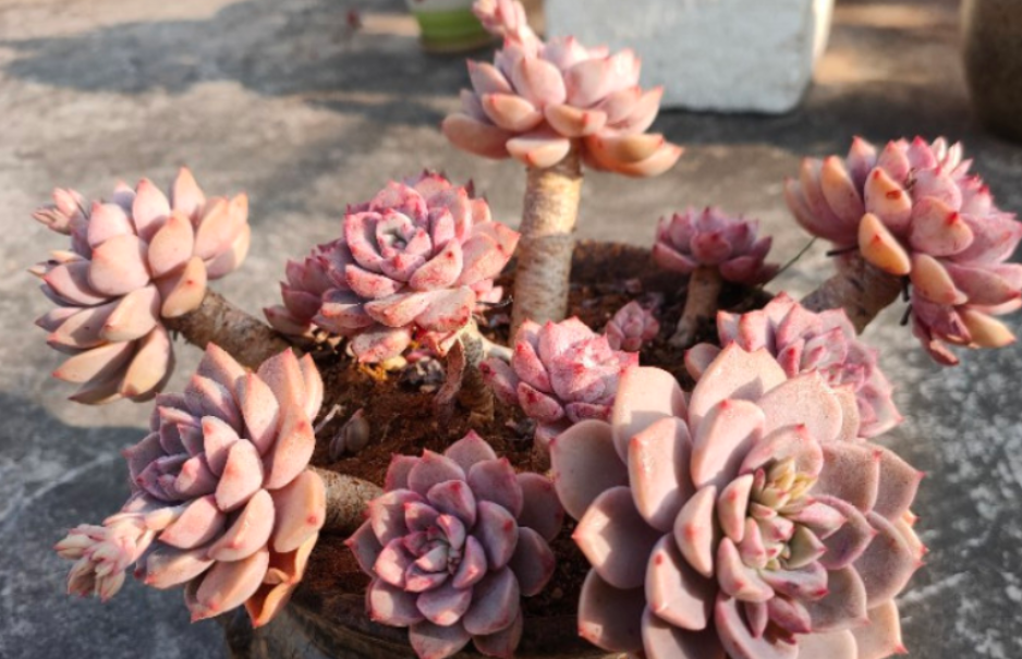 多肉植物红粉佳人养护指南:抓住4点要求,上色出状态易