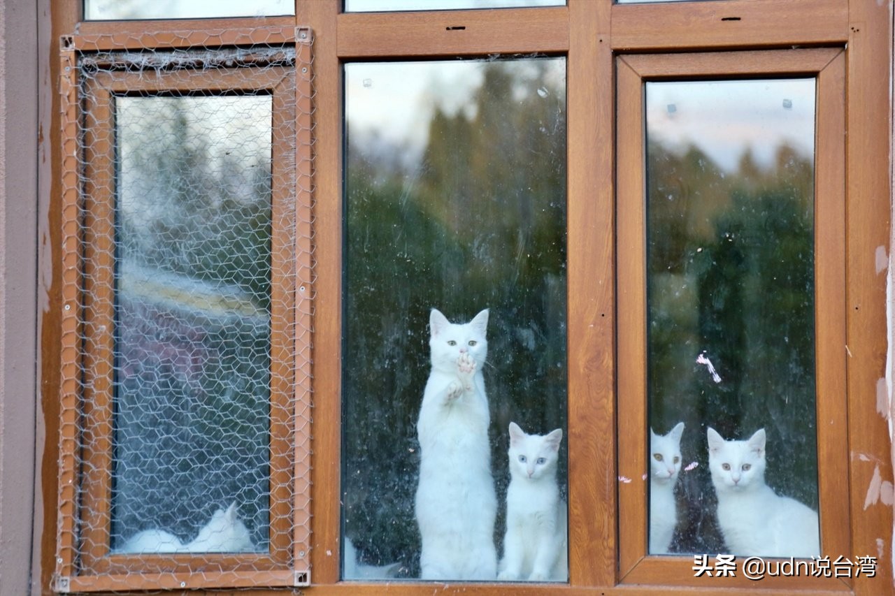 猫奴看到秒尖叫！土耳其国宝梵猫 全身白蓝绿眼