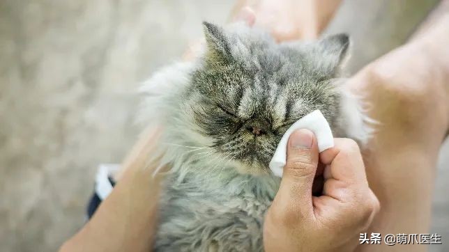 猫咪眼部分泌物不容忽视！预防眼部疾病，清洁和健康饮食很重要
