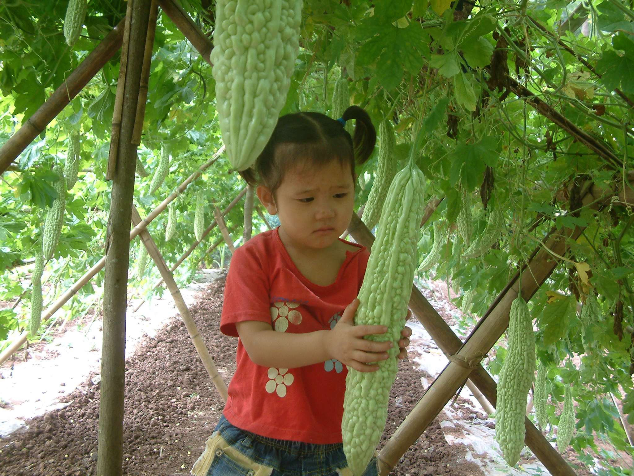 苦瓜种植方法与时间（手把手教你培育好苦瓜）