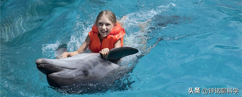 女子在海中裸泳遇险12小时，在海豚帮助下获救，海豚为啥会救人？
