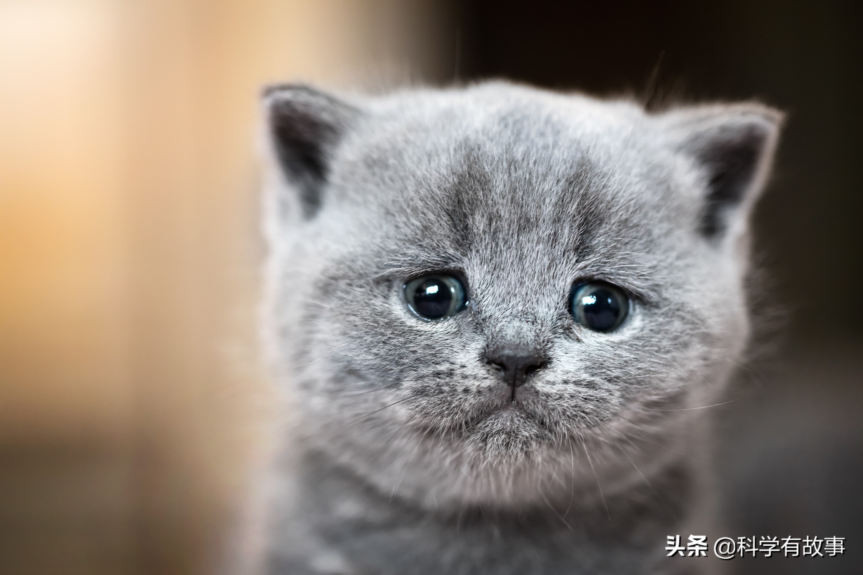 为了新冠防疫扑杀宠物，在科学上是否讲得通？