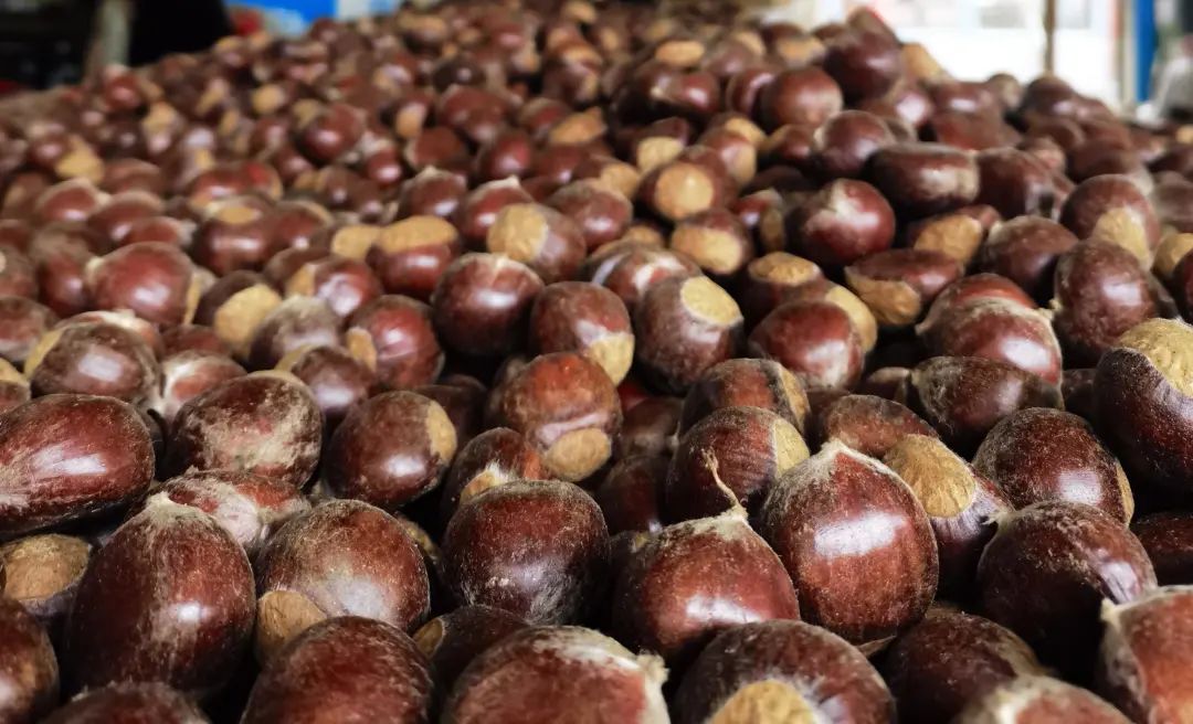 我,北京人,家里有山头,一个月卖了近一吨怀柔板栗