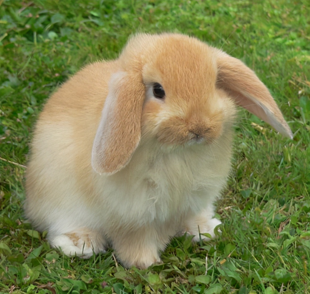 一般宠物兔多少钱一只（兔崽子多少钱一只）