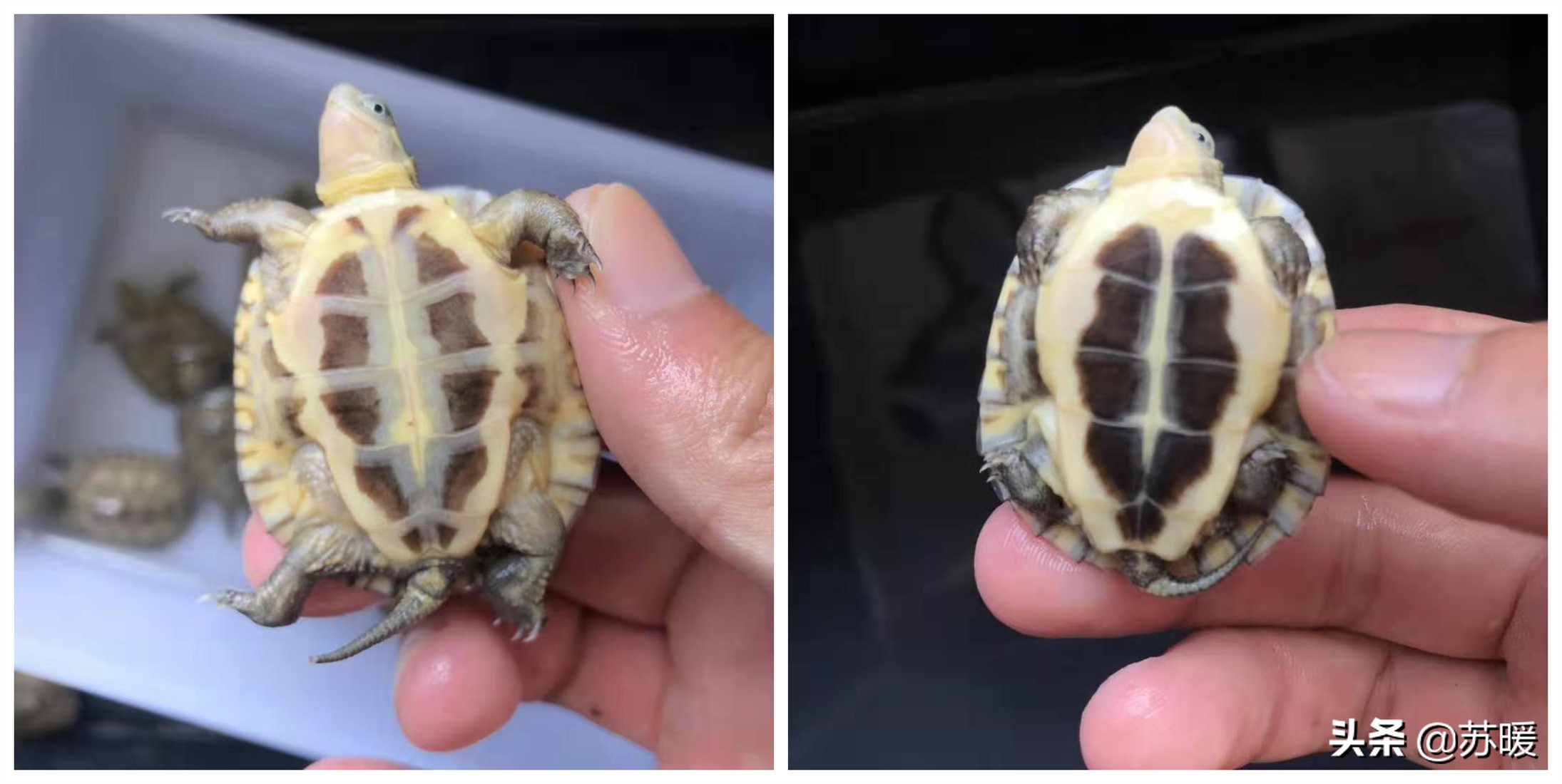 一文解答饲养黄喉拟水龟小青的7个问题(内附小青龟萌照)