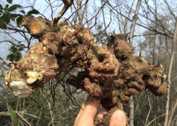金刚刺:硬如石头刀斧难砍动,却曾当粮食充饥,酿酒更是一绝