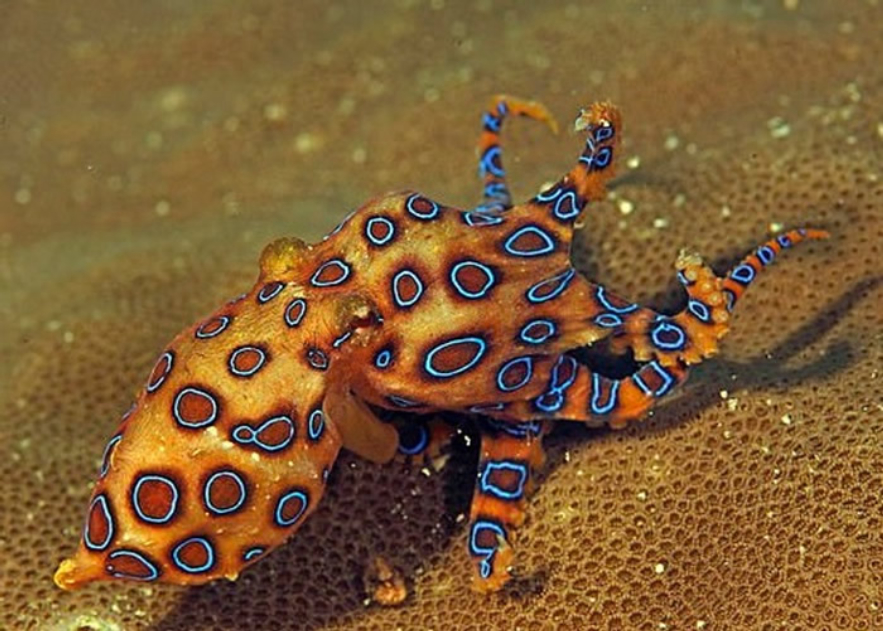 十大最毒章鱼毒王图片