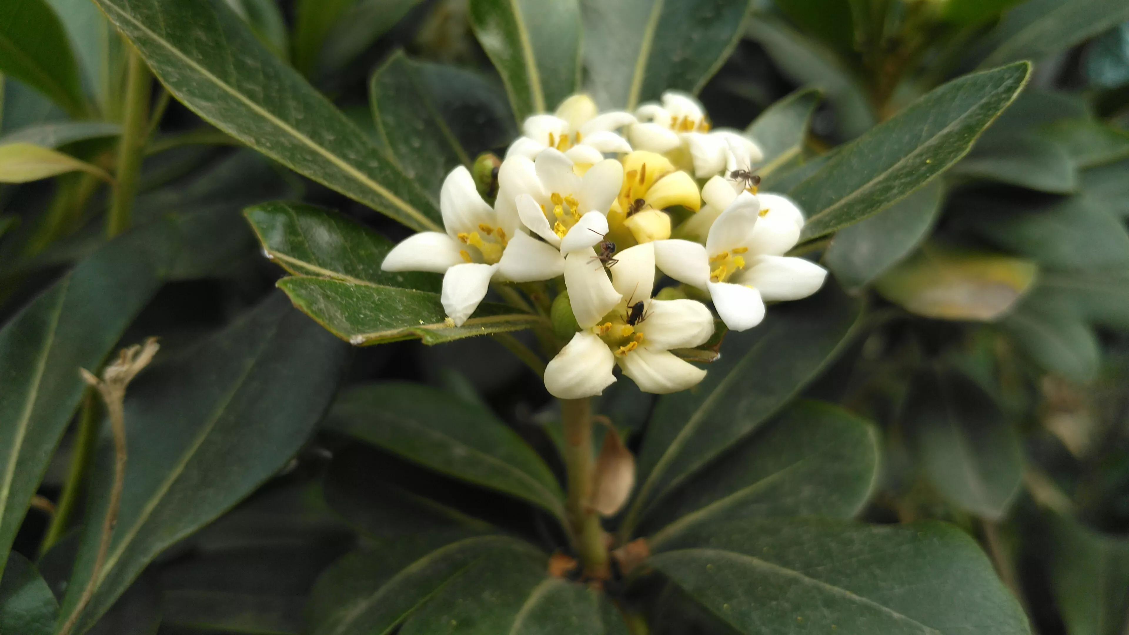 67在翠湖桥向西往下走,在一段路途的街巷和沟渠旁边,有不少的海桐树