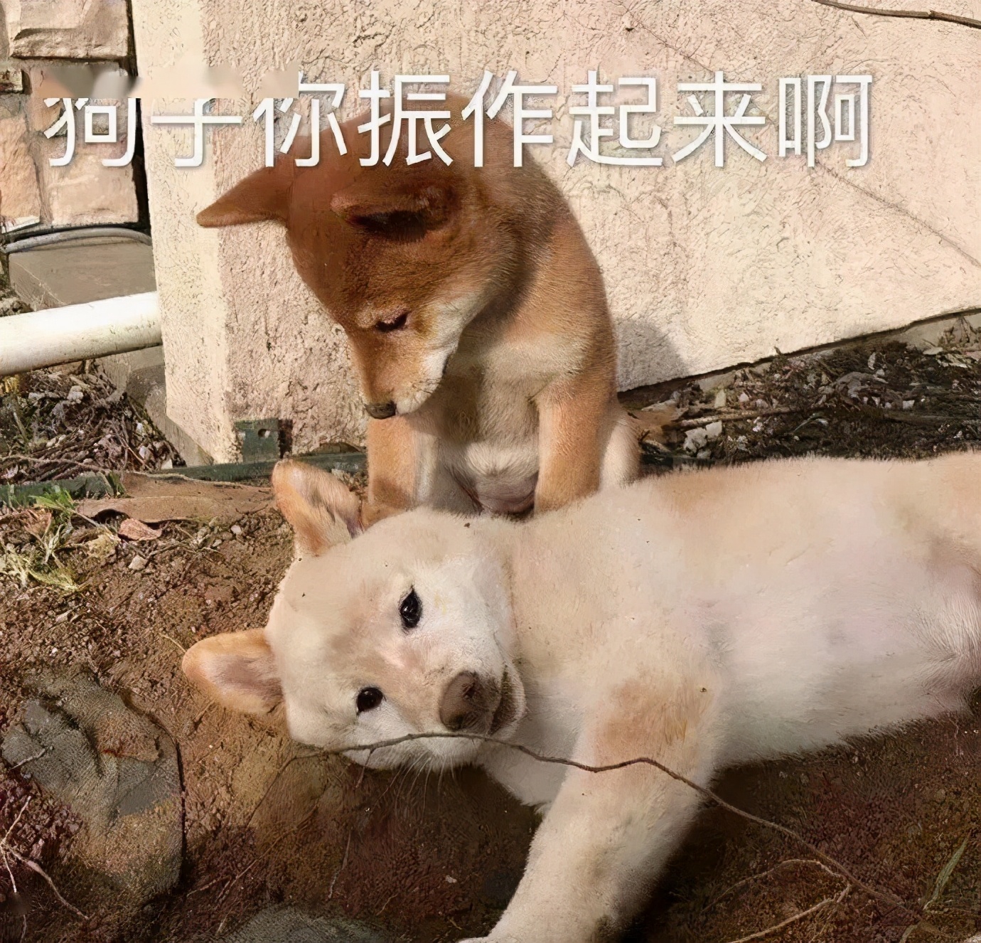 表情包|假装吃惊，我是不是有点胖了?
