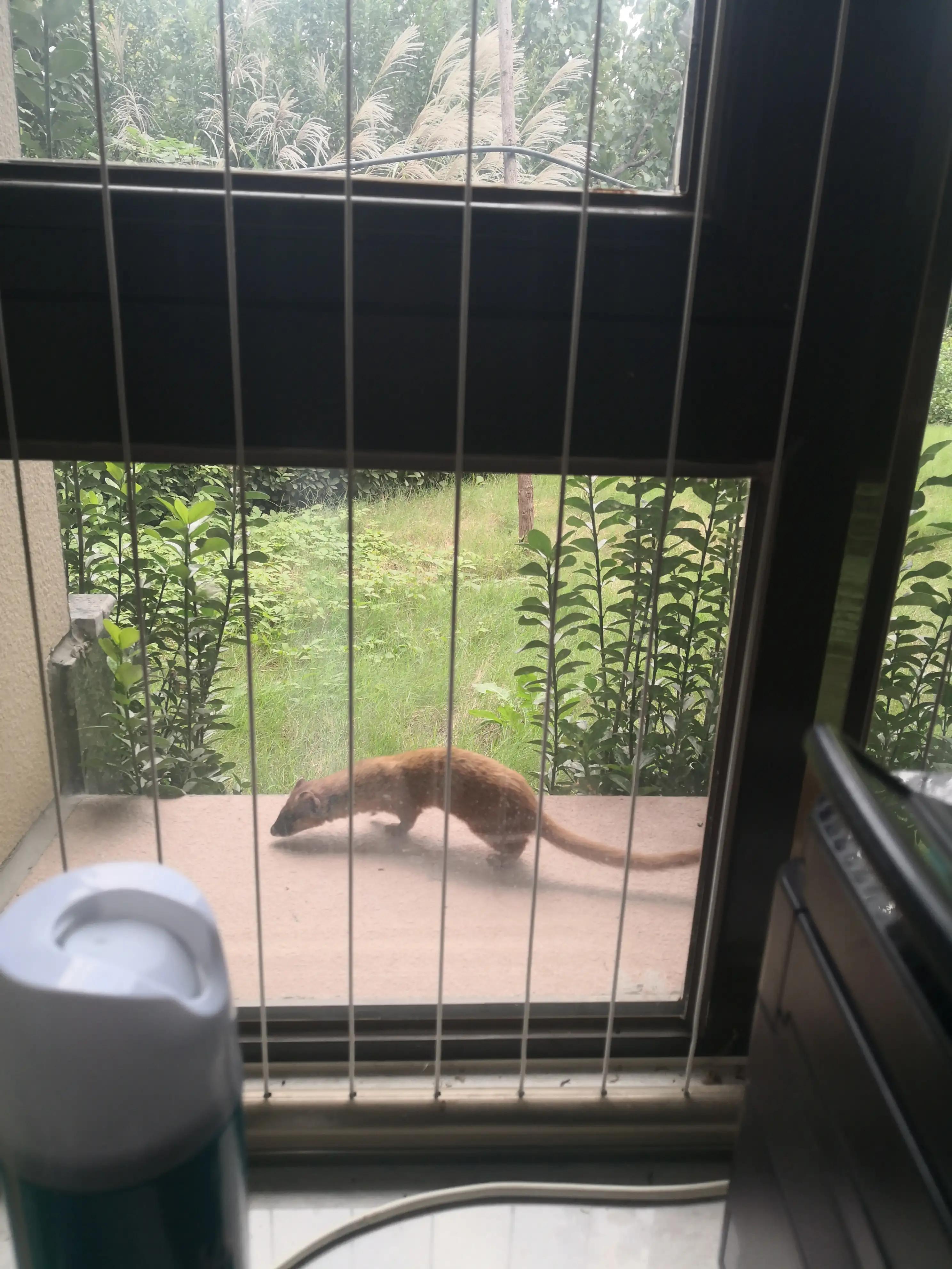 黄大仙出没