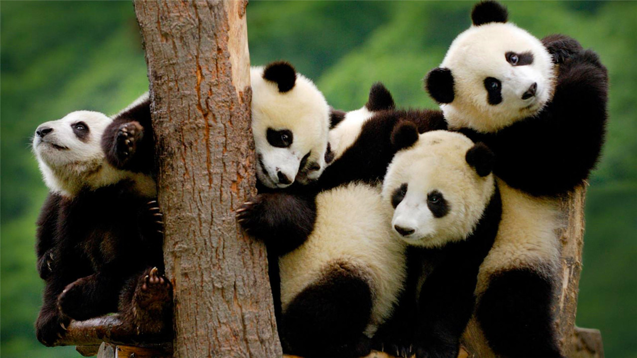 大熊猫的前世今生:从凶猛的食铁兽变成呆萌可爱的国宝