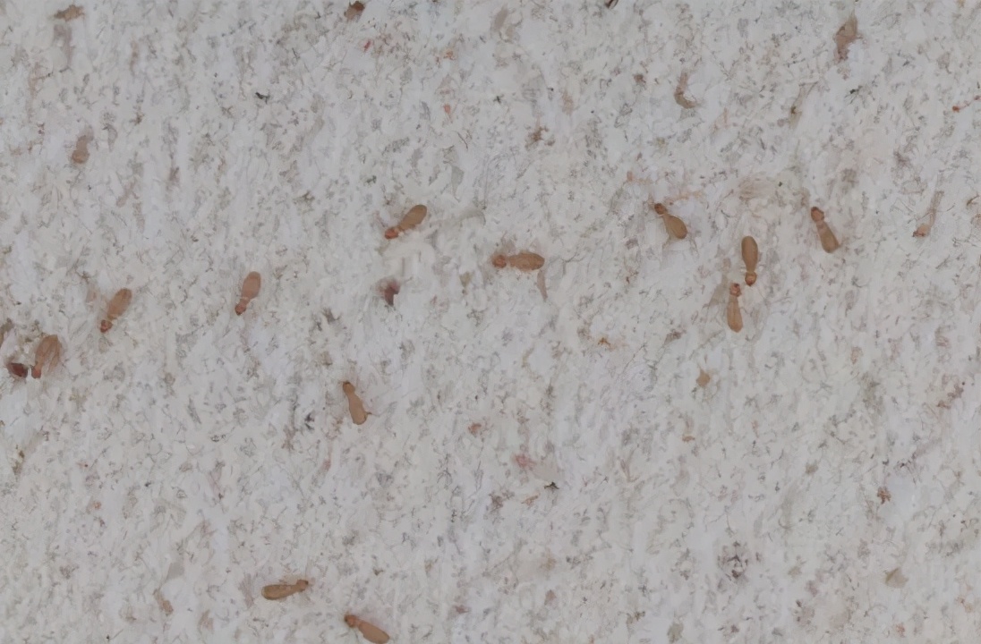 出现在家中各处的虫子——啮虫,最好怎么处理?