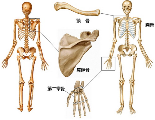 如何使用“骨骼”推算身高？