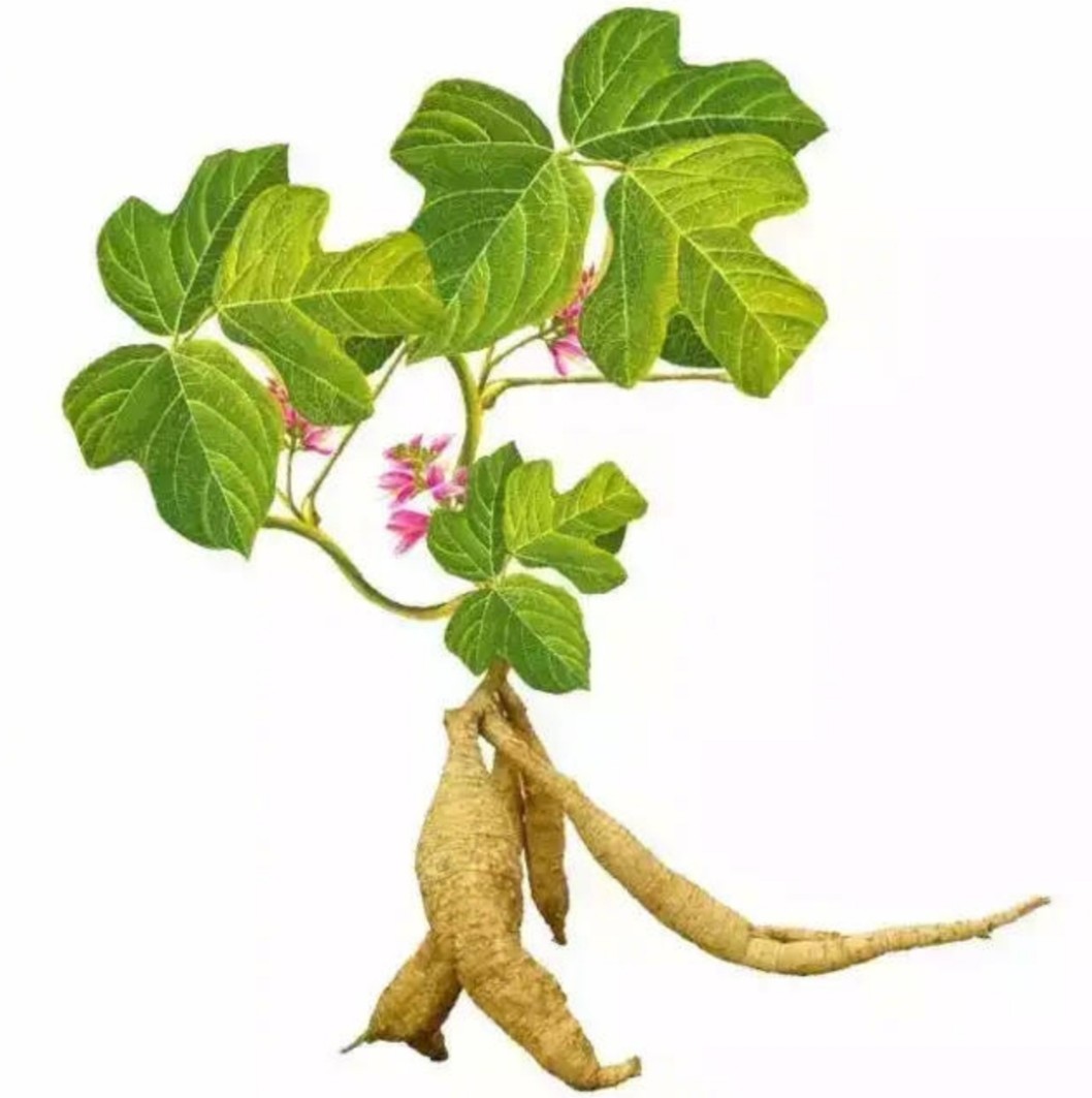 西将葛决素西将葛决素主治及功能