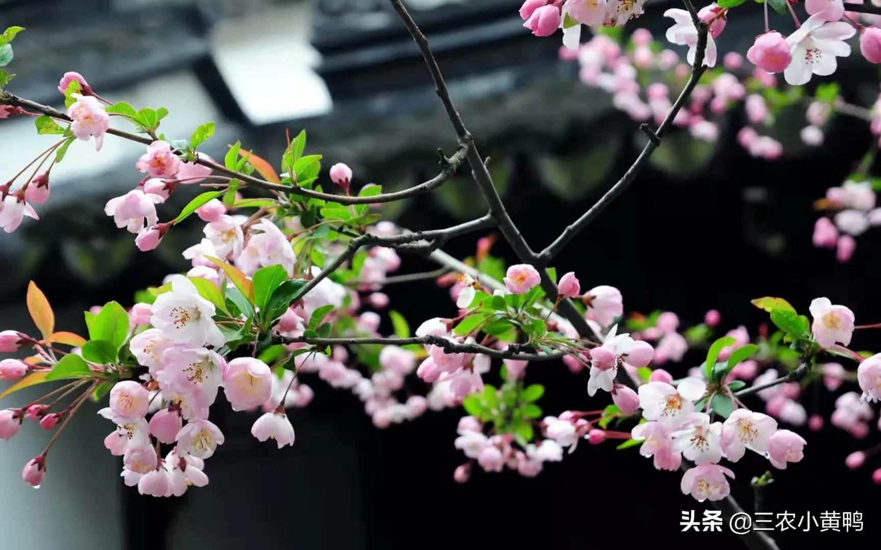 春分后天气还会冷吗（春分已过还有一个坏消息要防备）