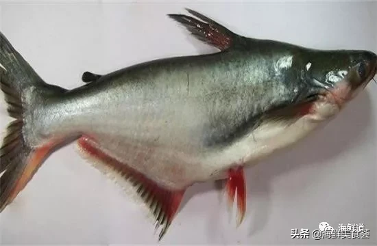 市场常见的102种海鲜，肉质鲜美，营养丰富，你们吃过几种？