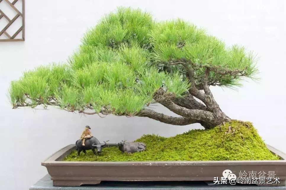 百木之长话青松