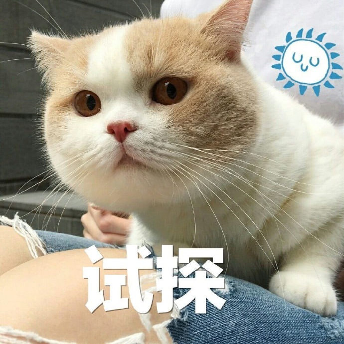 猫咪表情包｜猪猪不知道不关猪猪的事