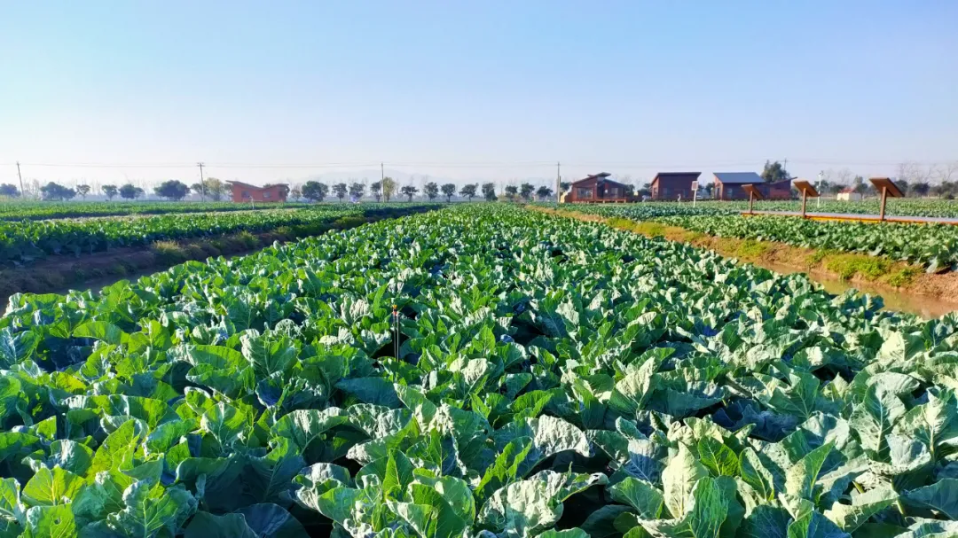 “你是不是给老天爷打电话了！”信息技术让农业“聪明”起来