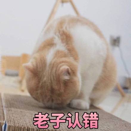 猫咪认错表情包合集