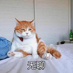 猫咪表情包 无聊的一天