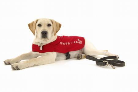 导盲犬训练成本大概12万，一文带你了解，一只导盲犬是如何服务的