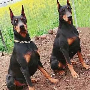 想养金毛、边境牧羊犬？先来看看它们在犬类智商排行榜上排第几。