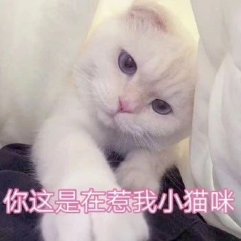 性感猫咪，在线陪聊