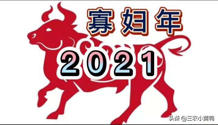 明年是辛丑无春年，“牛碰寡妇年，来年五谷丰”，啥意思？