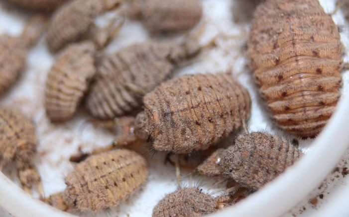 农村小孩都会抓地牯牛 为何"地牯牛"那么值钱?