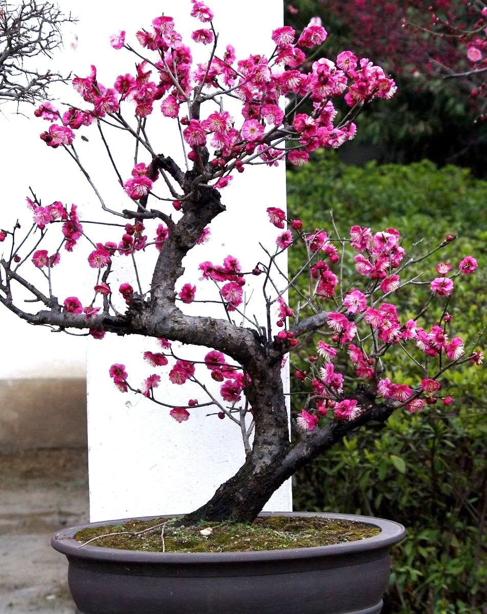 梅花生长环境条件(三弄梅花栽培秘笈教给你)