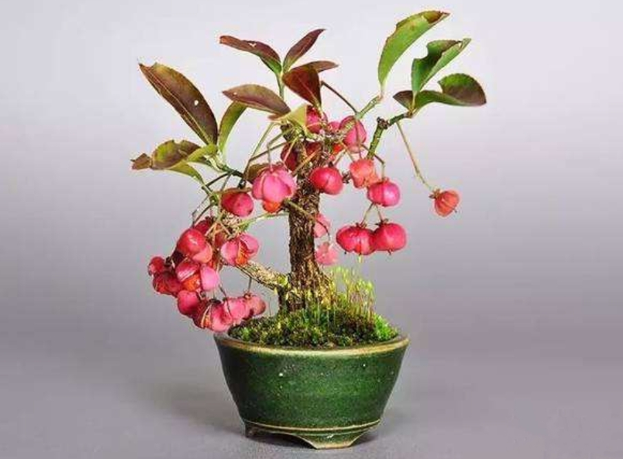 卫矛盆景的造型与养护,秋季叶,果红艳,冬季枝翅奇特