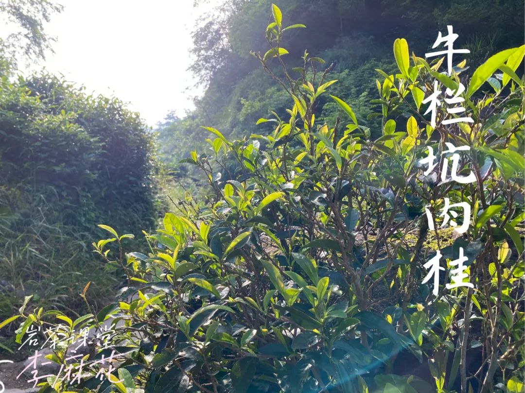 水仙、肉桂、大红袍有什么特点？不懂武夷岩茶，还真说不出来