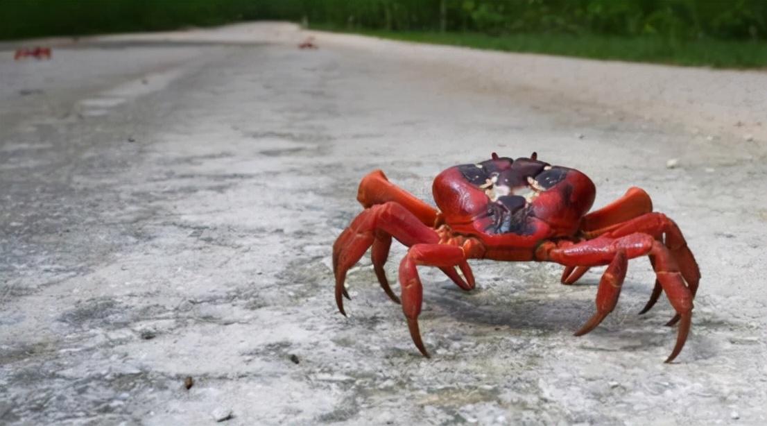 5000万只红蟹爬上街,它们到底要去哪?