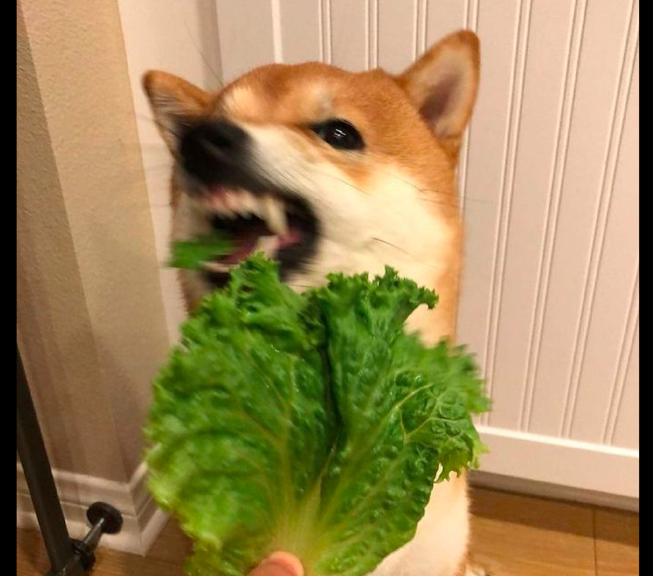 一只喜欢吃生菜的狗狗,狼吞虎咽的模样好搞笑,改吃素了吗?