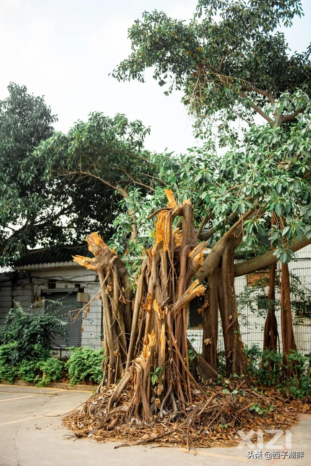 惠州西子湖畔(惠州西子湖畔惠城窗口)
