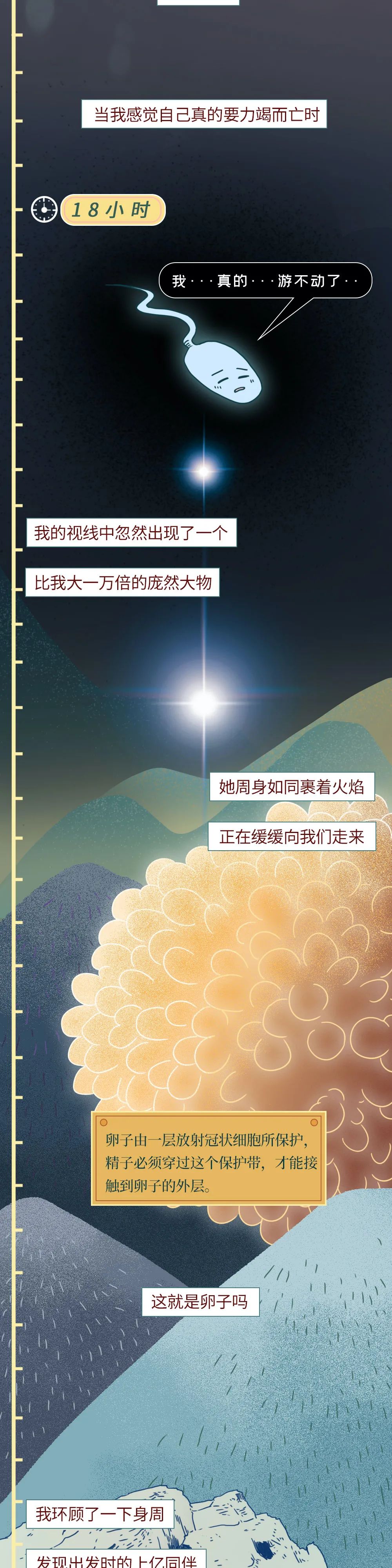 精子进入体内的24小时