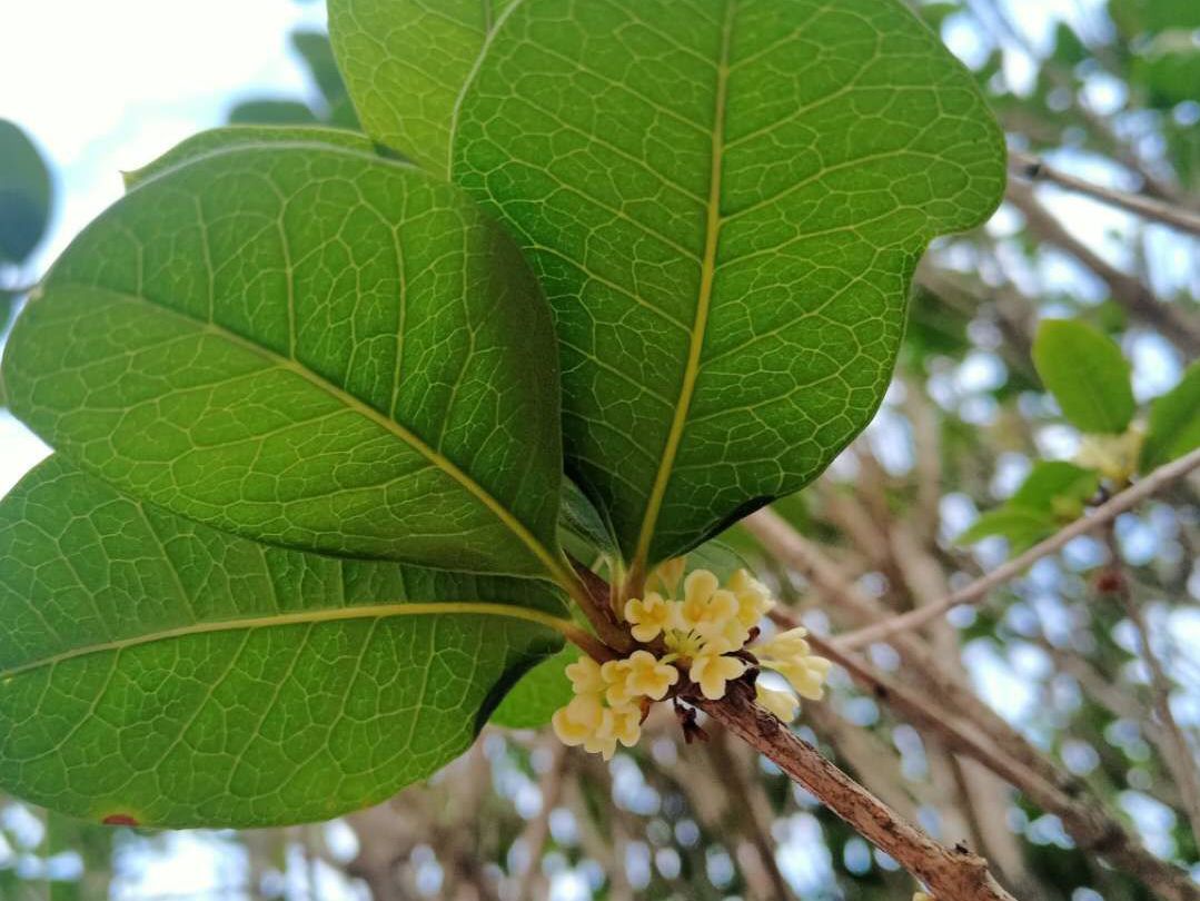 月桂香 月桂花落 月桂樹食品 天天看點