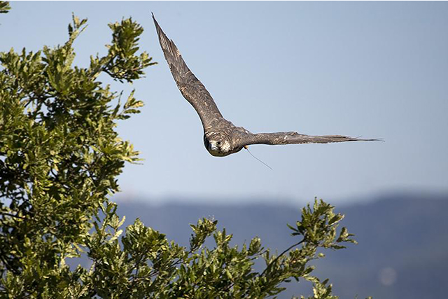 "万鹰之神"海东青,十万只鹰才出一只极品,庞大辽国曾为其