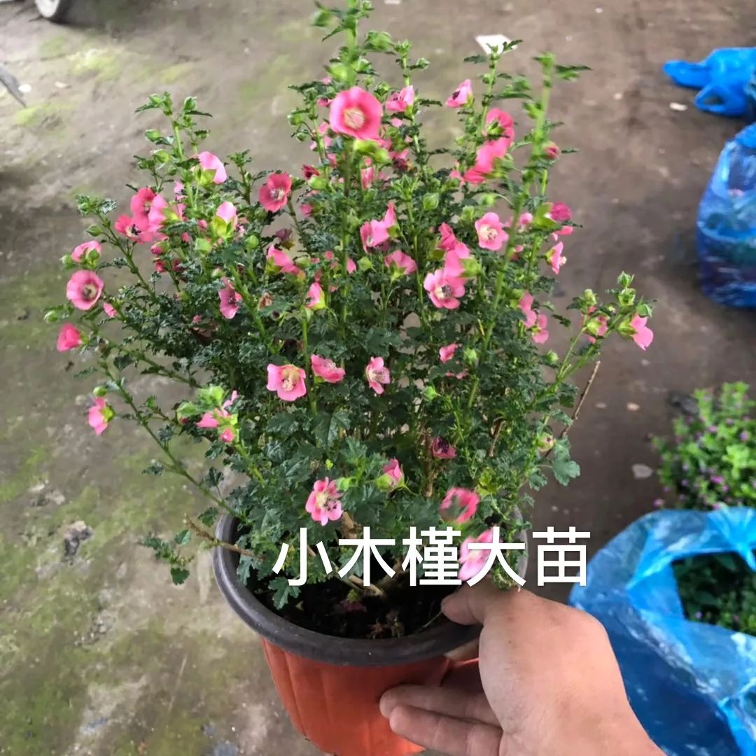 盘点下那些在夏天盛开的植物