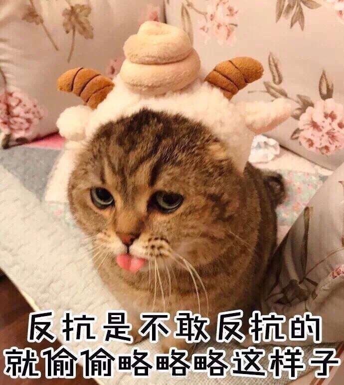 猫咪表情包｜你能拿我怎么样？打我啊