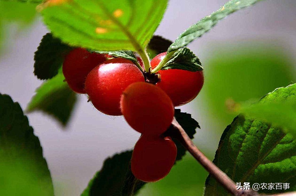 农村一种野果叫"野樱桃",营养丰富,女性常吃皮肤红润嫩白