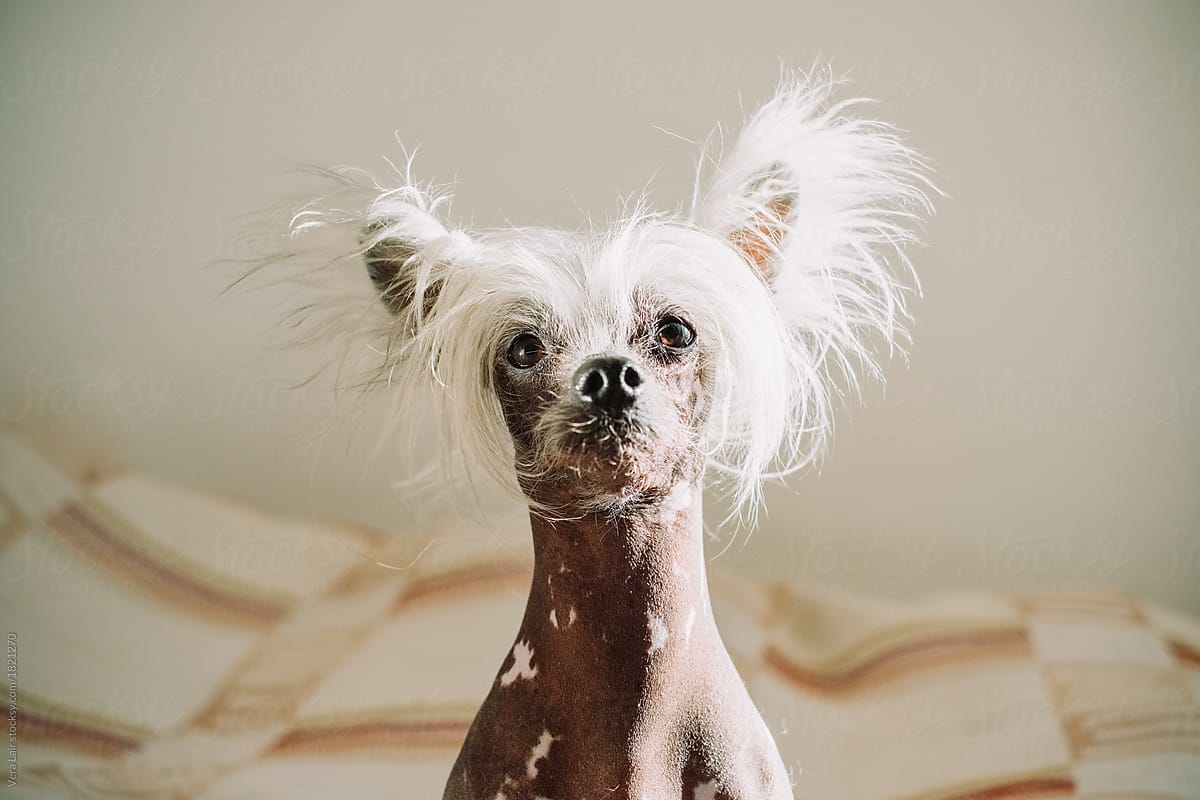中国冠毛犬，多次获得世界最丑狗狗大奖，为何有人对它痴狂？