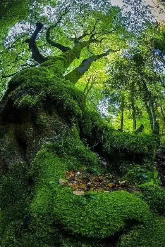 秋天的青苔,拍一次就上瘾